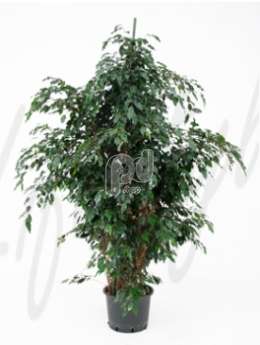 Фикус (Ficus danielle)