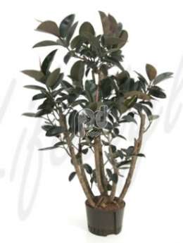 Фикус (Ficus elastica bourgondi )