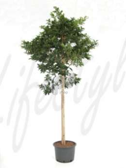 Фикус (Ficus nitida compacta Stem)