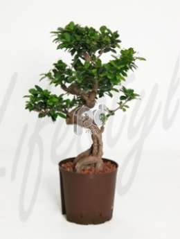 Фикус (Ficus microcarpa compacta bonsai)