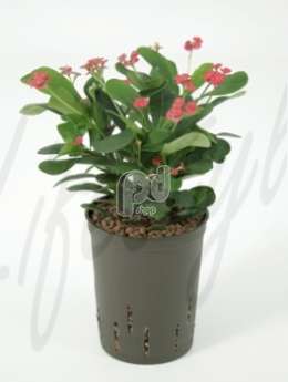 Молочай (Euphorbia milii red)