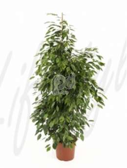 Фикус (Ficus anastasia)