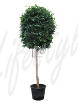 Фикус (Ficus nitida)