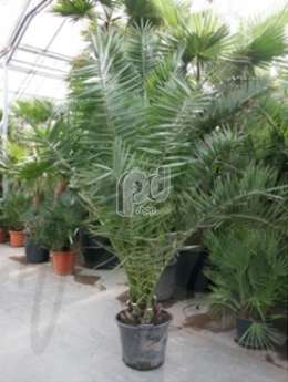 Финиковая пальма (Phoenix canariensis)