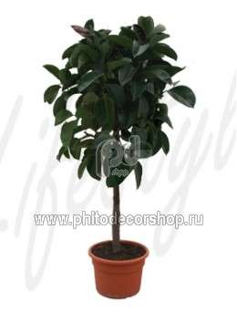 Фикус (Ficus robusta Stem)