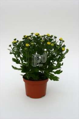 Хризантема (Chrysanthemum geel)