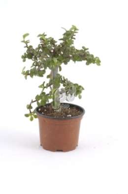 Портулак (Portulacaeria bonsai)