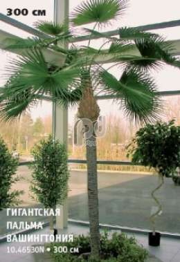 Гигантская пальма вашингтония