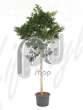 Фикус (Ficus nitida compacta Stem)
