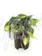 Филодендрон лазящий (Philodendron grand braziel)