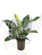 Филодендрон лазящий (Philodendron imperial green)