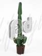 Молочай  (Euphorbia ingens Branched)