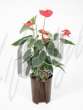 Антуриум (Anthurium poncho red)
