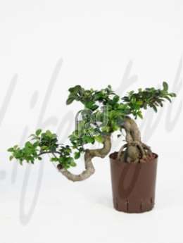 Фикус (Ficus microcarpa compacta cascade)