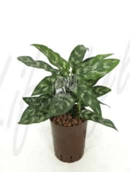 Аглаонема (Aglaonema maria)