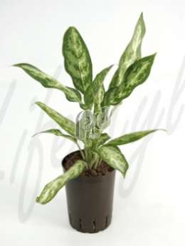 Аглаонема (Aglaonema pseudobracteatum)