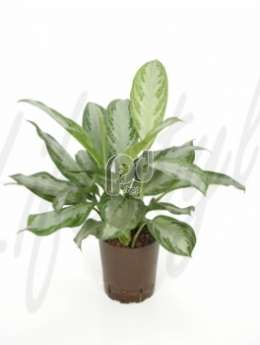 Аглаонема (Aglaonema silver bay)