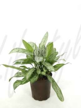 Аглаонема (Aglaonema silver king)