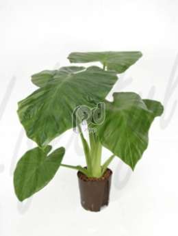 Алоказия  (Alocasia calidora)