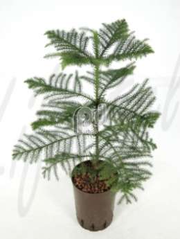 Араукария разнолистная (Araucaria hetrophylla)