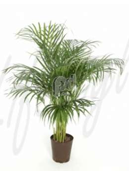 Пальма (Areca chrysalidoc lutescens)