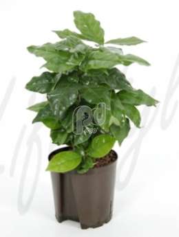Кофейное дерево (Coffea arabica)