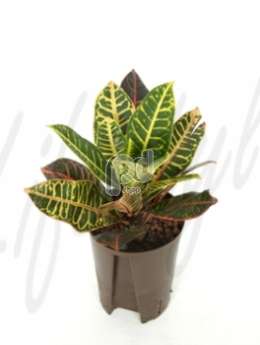 Кодиемум (Croton codiaeum petra)