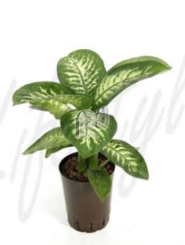 Диффенбахия (Dieffenbachia tropic snow)