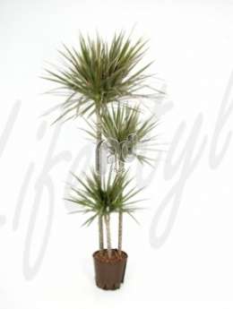 Драцена (Dracaena bicolor)