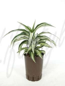 Драцена (Dracaena compacta malaika)