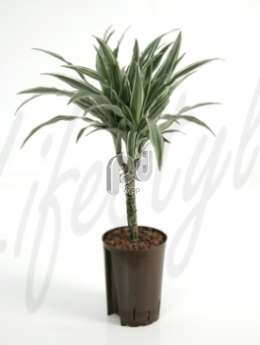 Драцена (Dracaena deremensis)