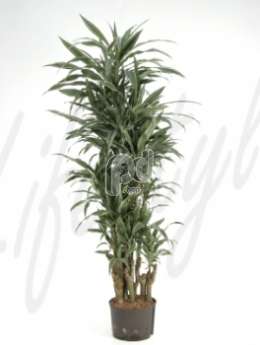 Драцена (Dracaena deremensis branched)