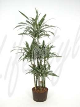 Драцена (Dracaena deremensis carrousel)