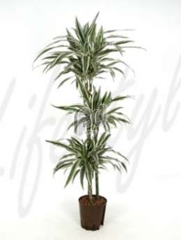 Драцена (Dracaena deremensis w. stripe)