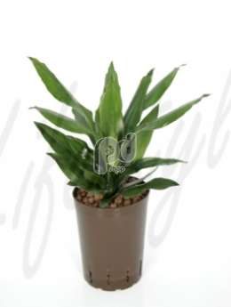 Драцена (Dracaena fragrans)