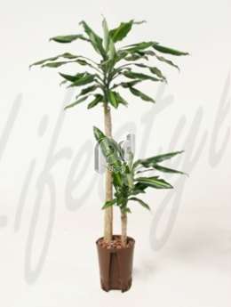 Драцена (Dracaena fragrans cintho)