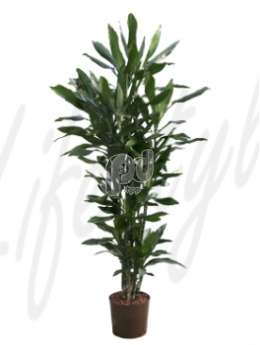 Драцена (Dracaena janet lind Branched)