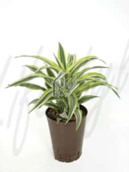 Драцена (Dracaena lemon lime)