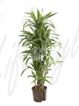 Драцена (Dracaena lemon lime Branched)