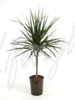 Драцена (Dracaena marginata)