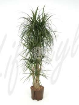 Драцена (Dracaena marginata Branched)