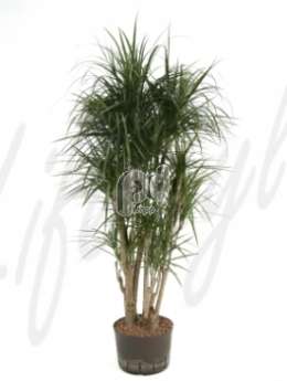 Драцена (Dracaena marginata Branched extra)