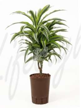 Драцена (Dracaena surprise) 