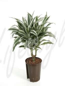 Драцена (Dracaena white jewel)