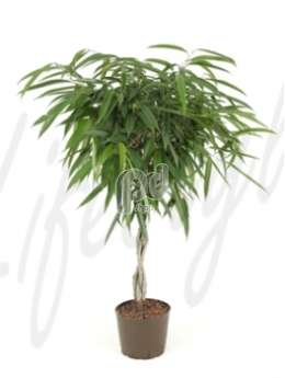 Фикус (Ficus alii Stem braided)