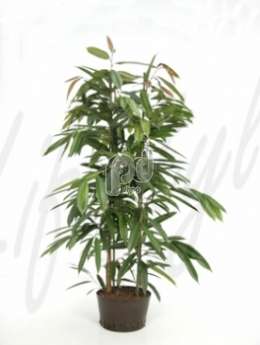 Фикус (Ficus amstel king)