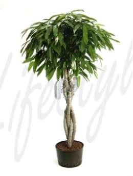 Фикус (Ficus amstel king Stem braided)