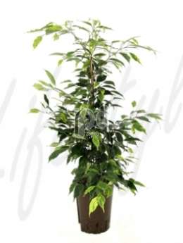 Фикус (Ficus anastacia )