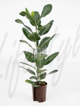 Фикус (Ficus audrey)