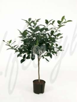 Фикус (Ficus australis Stem)